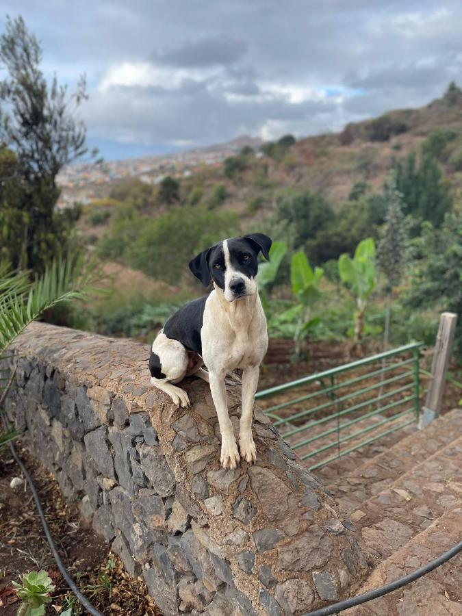 סנטה אורסולה Finca Rural House Tenerife Relax And Enjoy מראה חיצוני תמונה