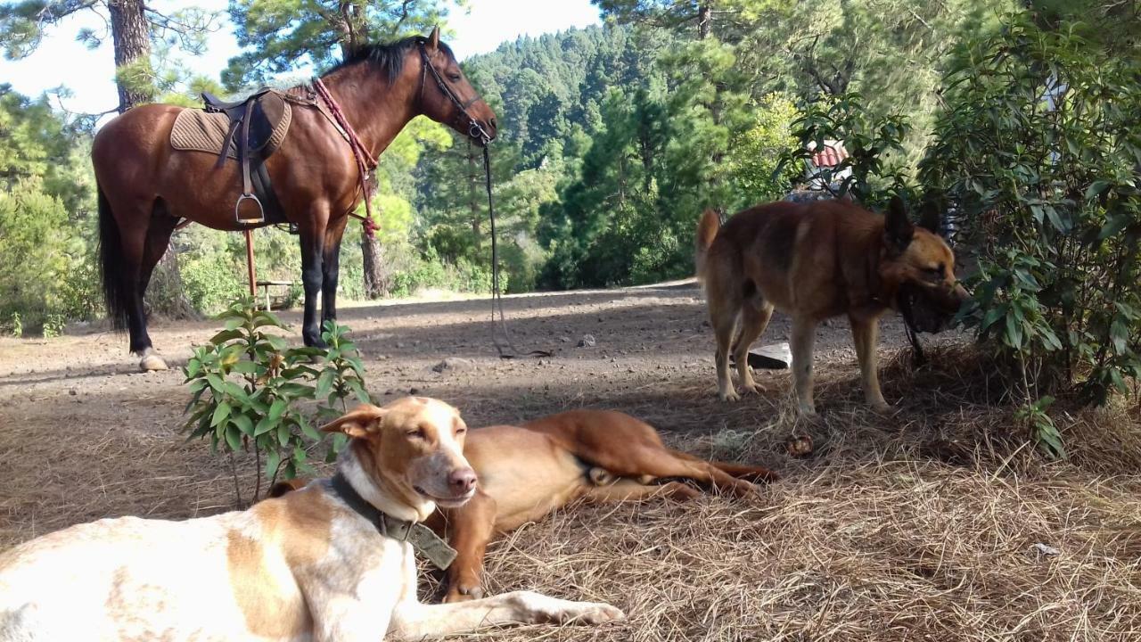 סנטה אורסולה Finca Rural House Tenerife Relax And Enjoy מראה חיצוני תמונה